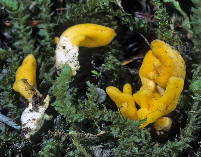 Neolecta vitellina